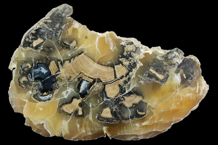 Petrified Wood (Schinoxylon) With Calcite - Wyoming #123424